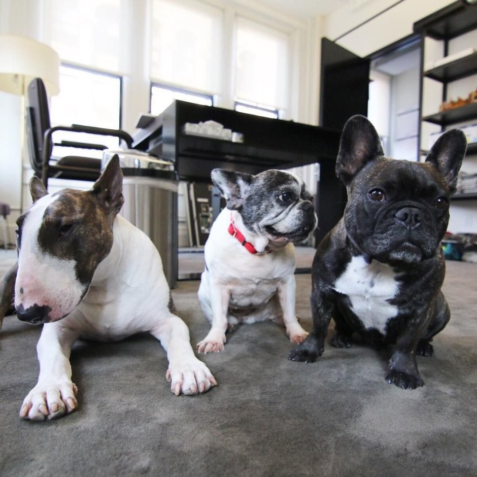 Английский и французский бульдог