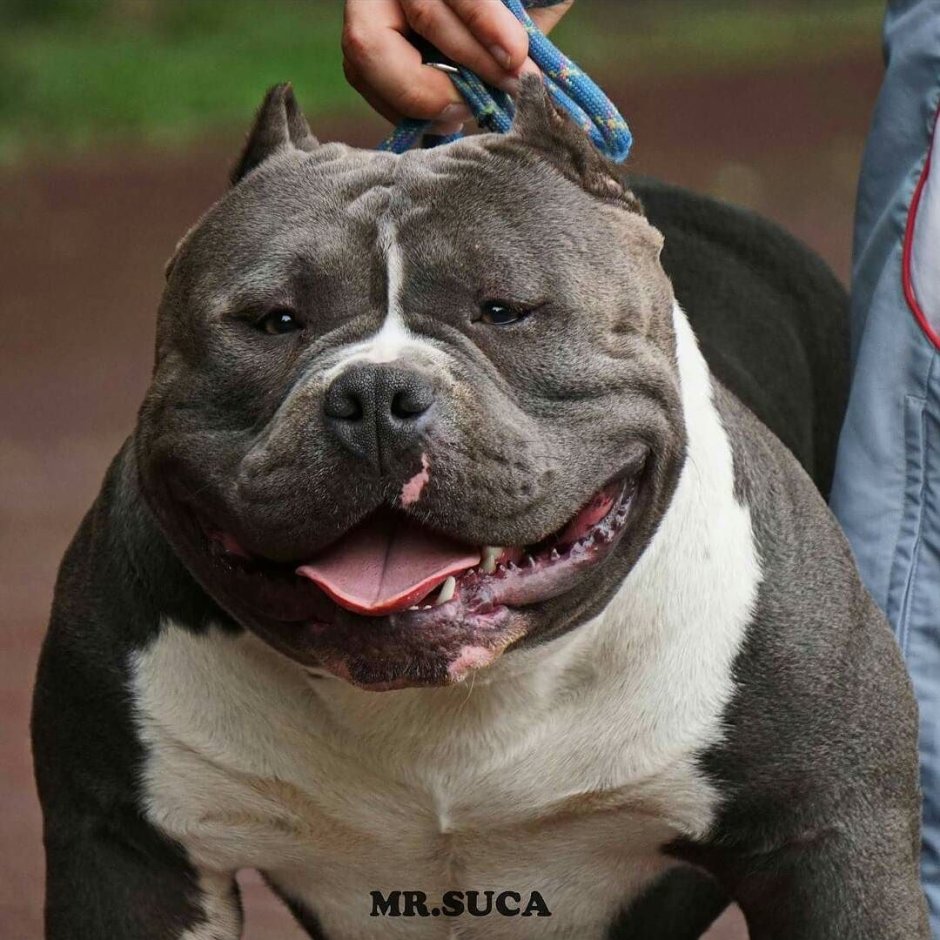 Американский булли метис