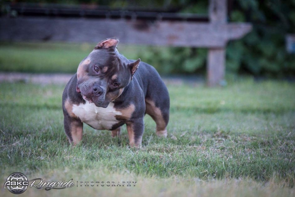 Американский булли логотип