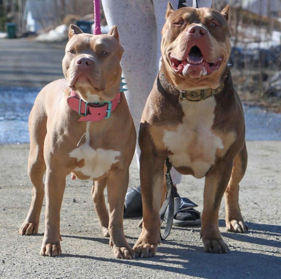 Собака компаньон булли