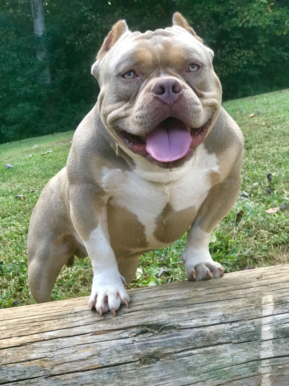 Американский булли найк