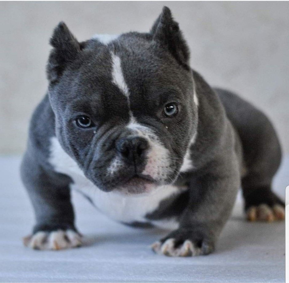 Стаффордширский терьер булли