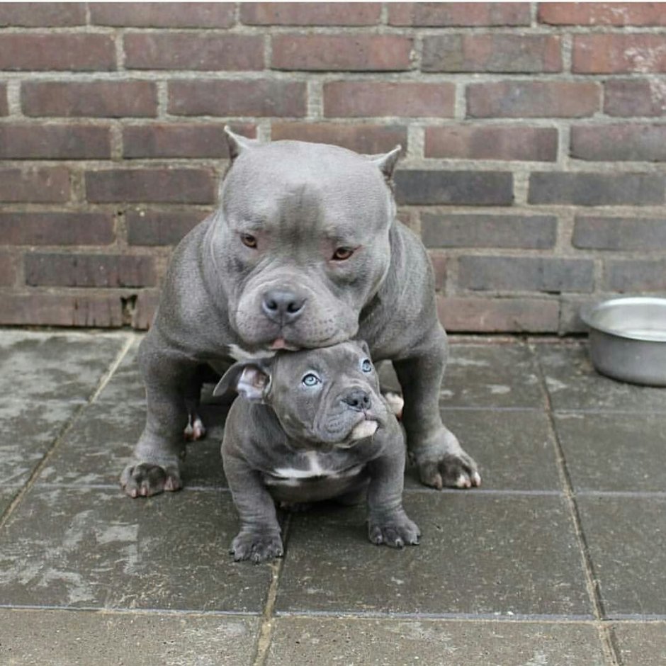 Американский булли мини покет