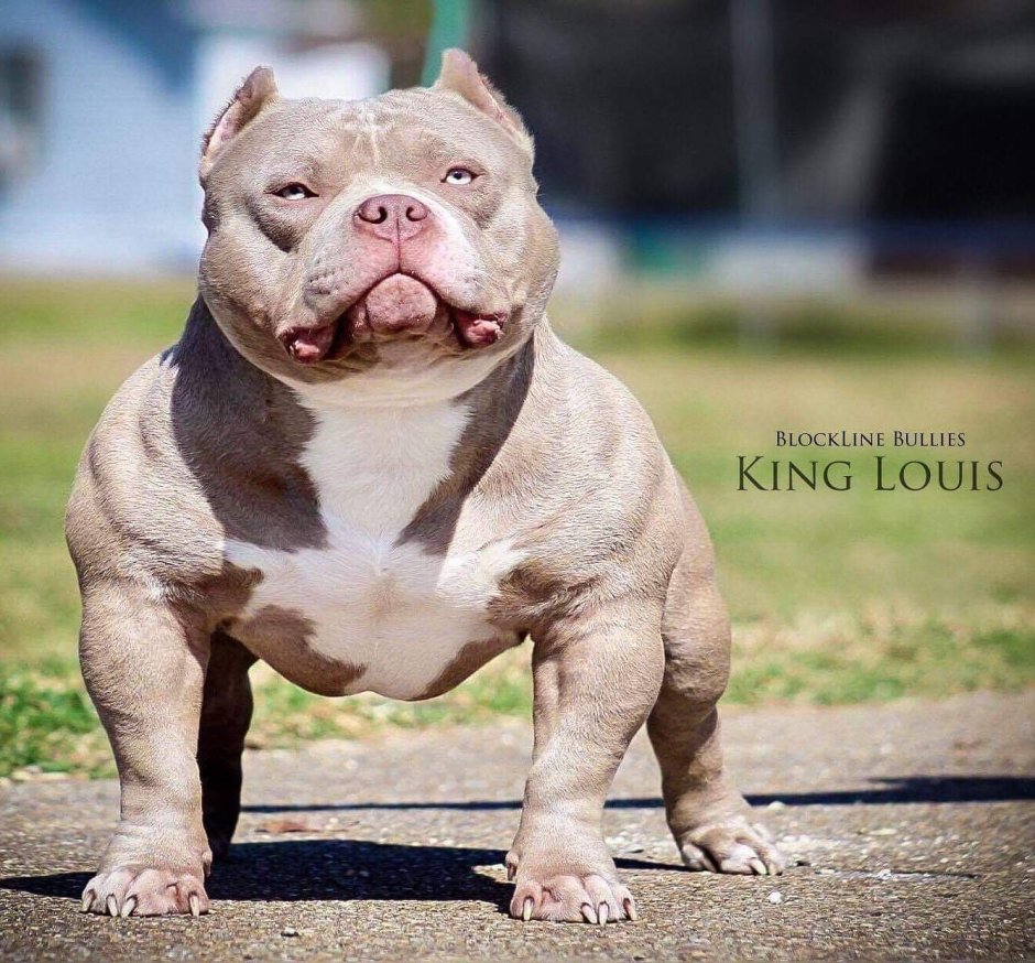 Питбуль и бульдог