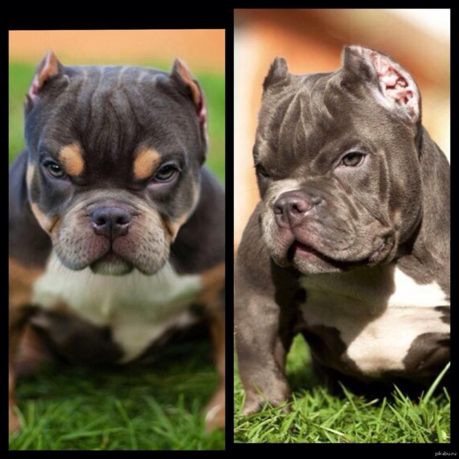 Американский булли Дакс