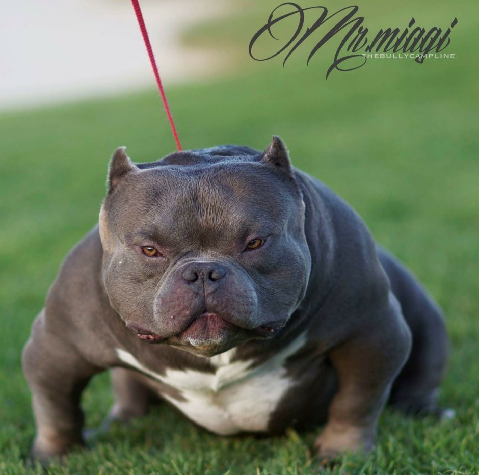 Американский булли макси