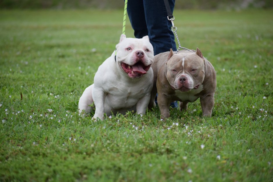 Французский бульдог и минибуль