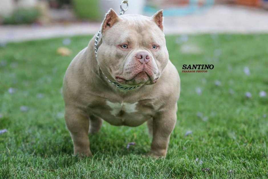 Бульдог булли