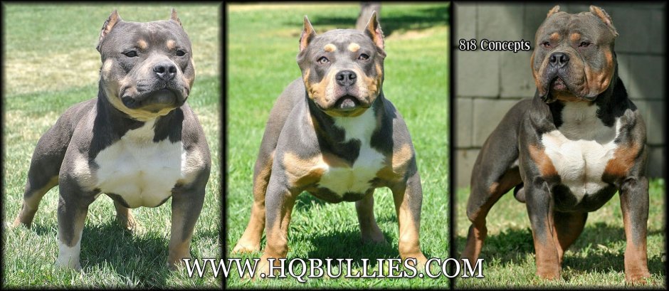 Американский бульдог и питбуль отличия