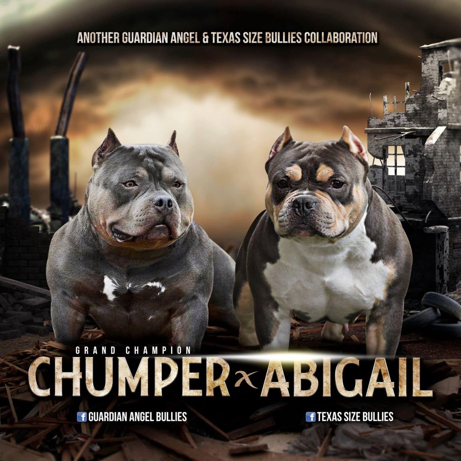 Американский стаффордширский булли