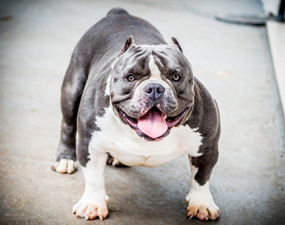 Булли и французский бульдог