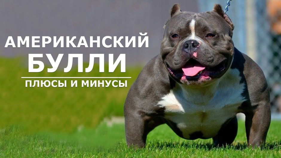 Булли терьер