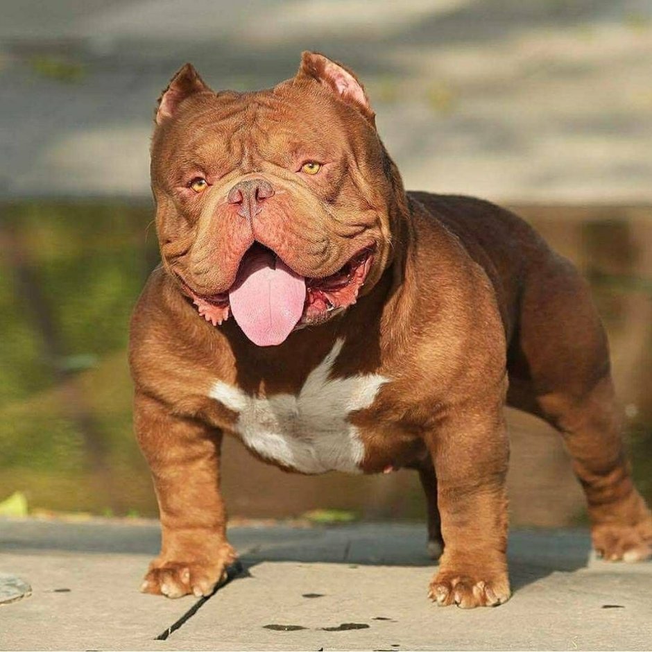 Шотландский бульдог