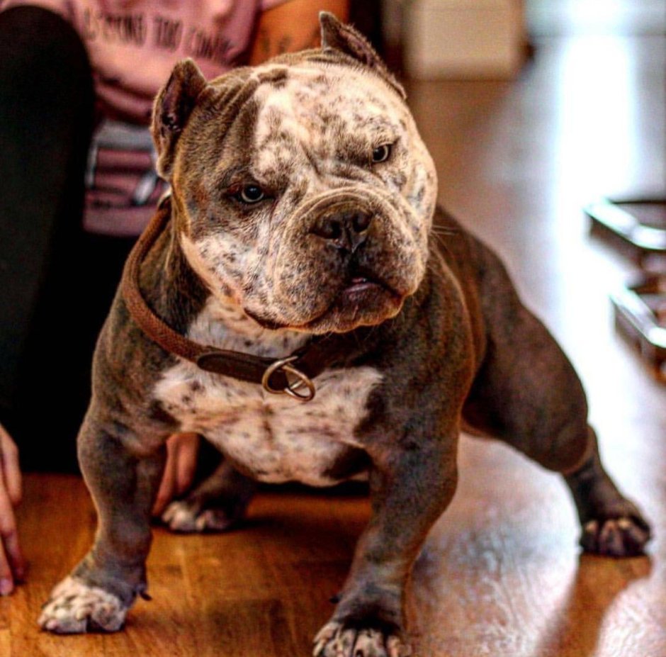 Американский булли покет стандарт