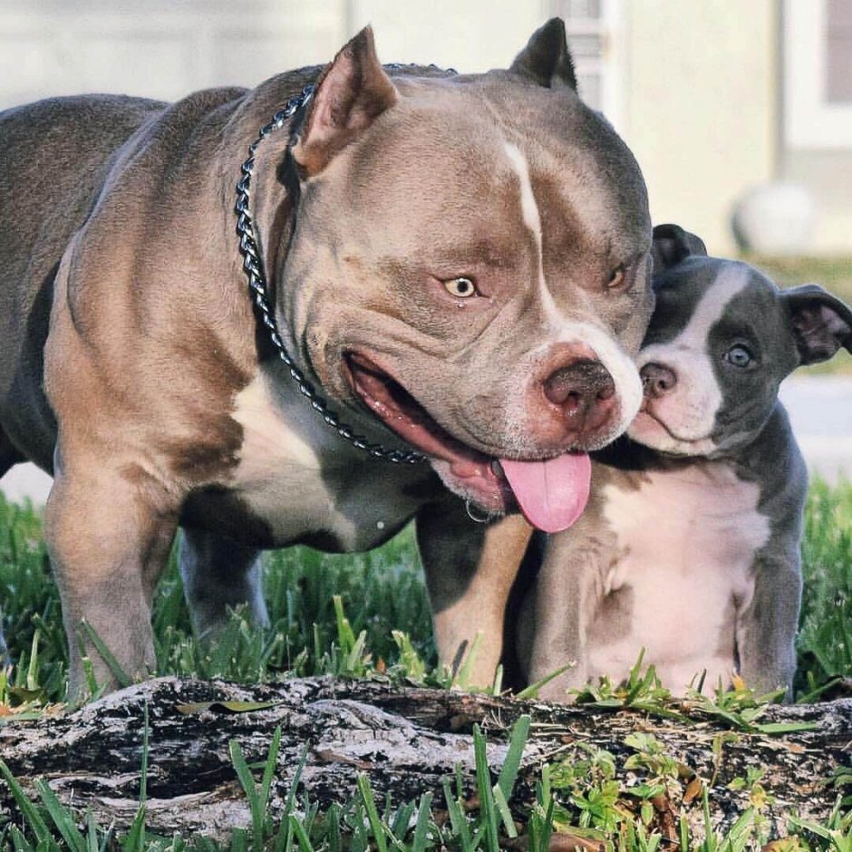 Американский бульдог булли