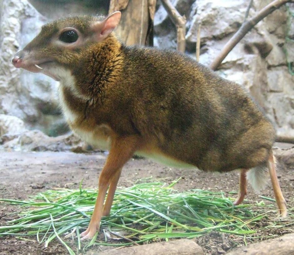 Малый оленёк канчиль