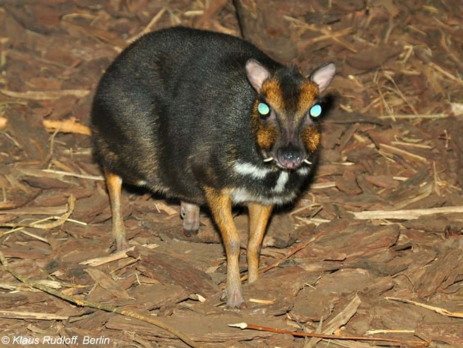 Карликовая антилопа (Neotragus pygmaeus)