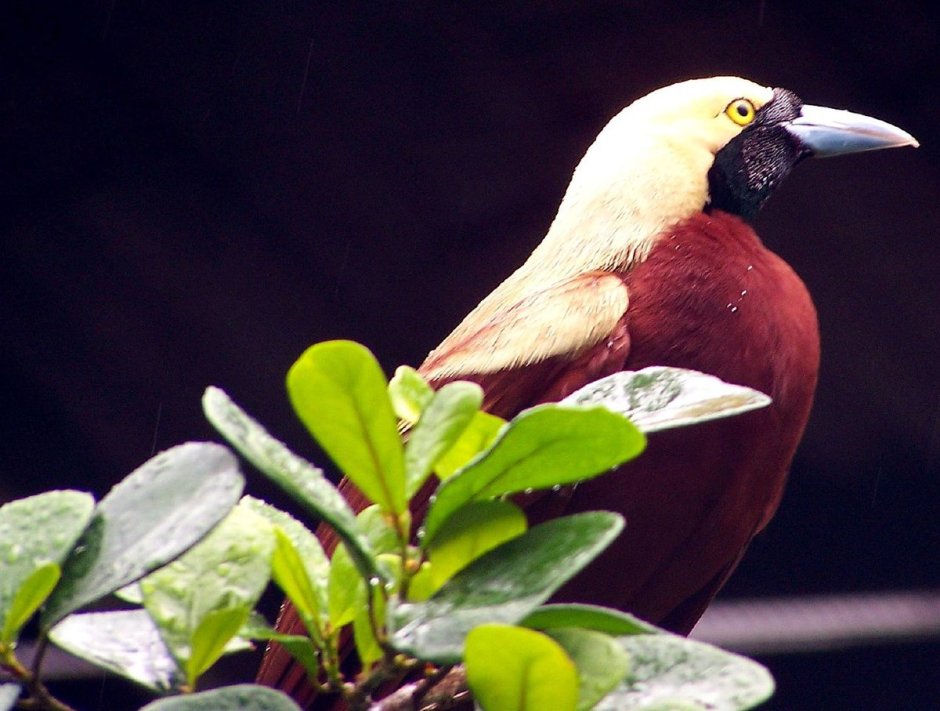 Paradisaea Minor