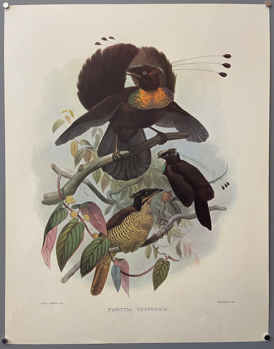 Parotia lawesii