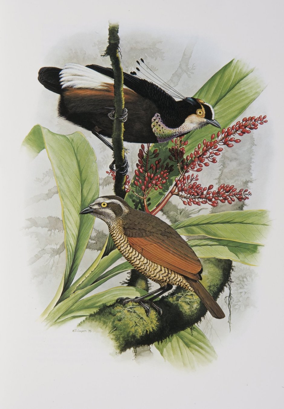 Parotia Carolae