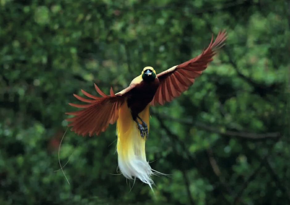 Paradisaea Guilielmi
