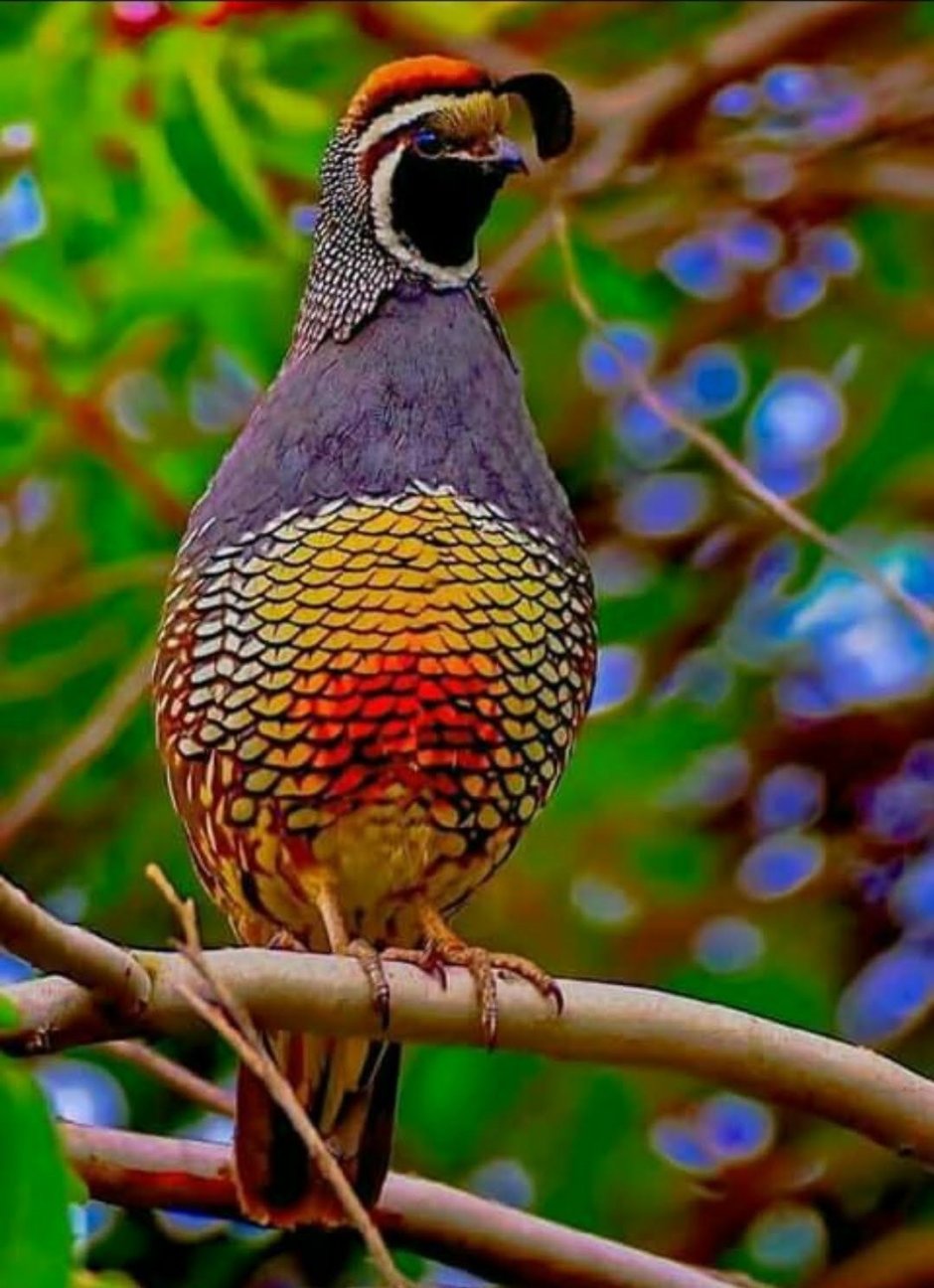 Великолепная щитоносная Райская птица Ptiloris magnificus