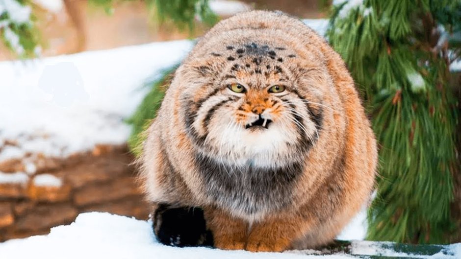 Сибирский дикий кот Манул