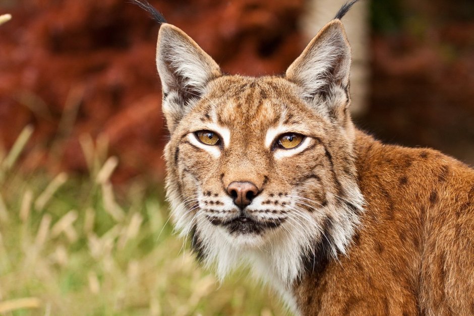 Bobcat Рысь