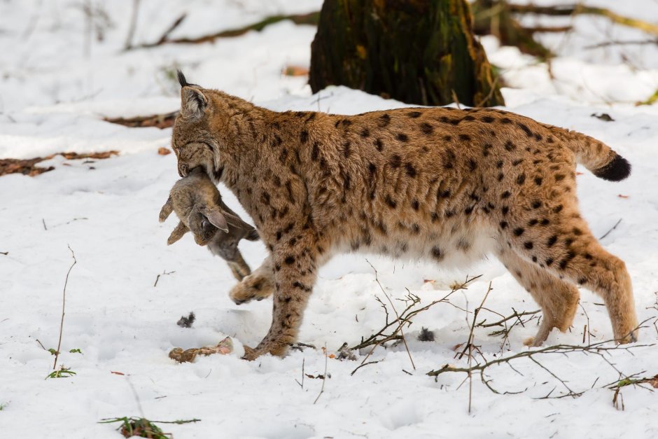 Рысь — Lynx Lynx