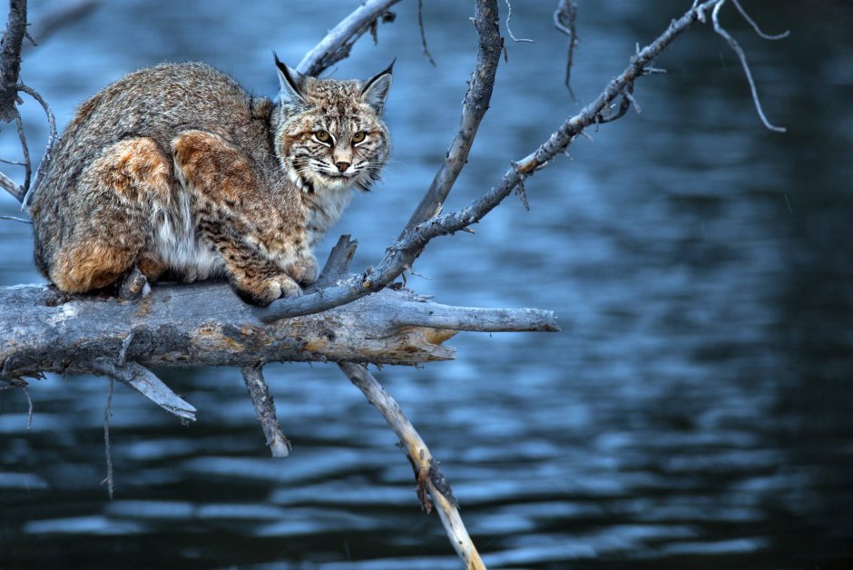 Дикая природа