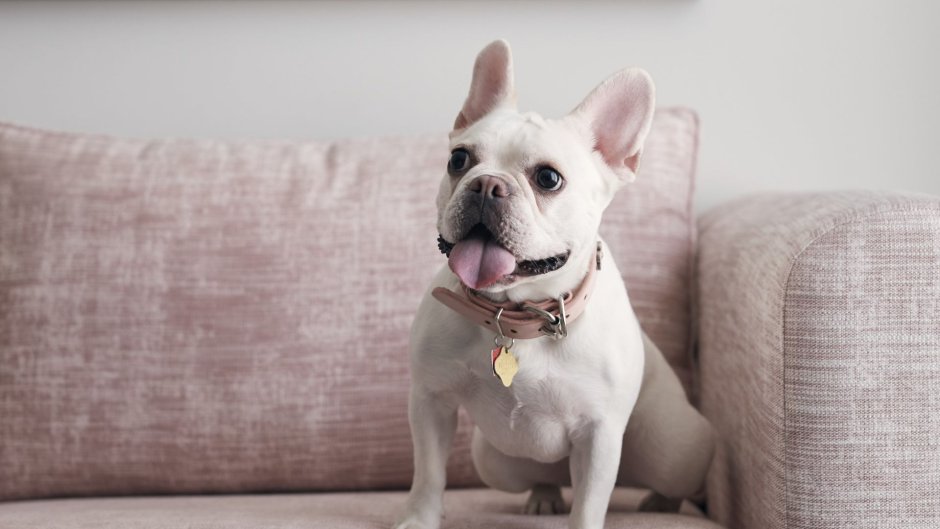 Pet Media Design