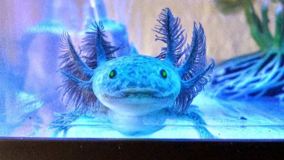 GFP аксолотль