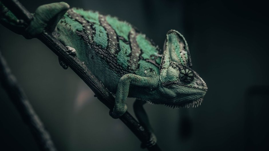 Морская игуана Галапагосские острова