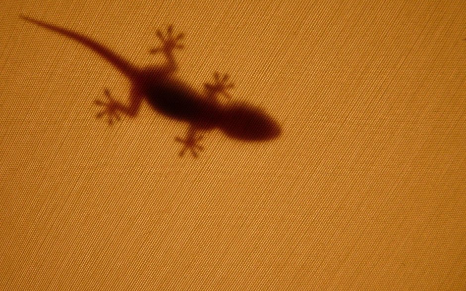 Cartoon Lizard CGL 3d model