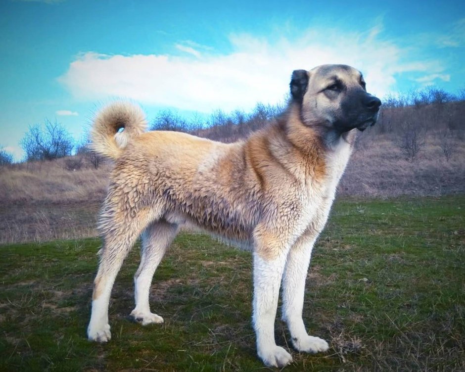 Ирландский алабай