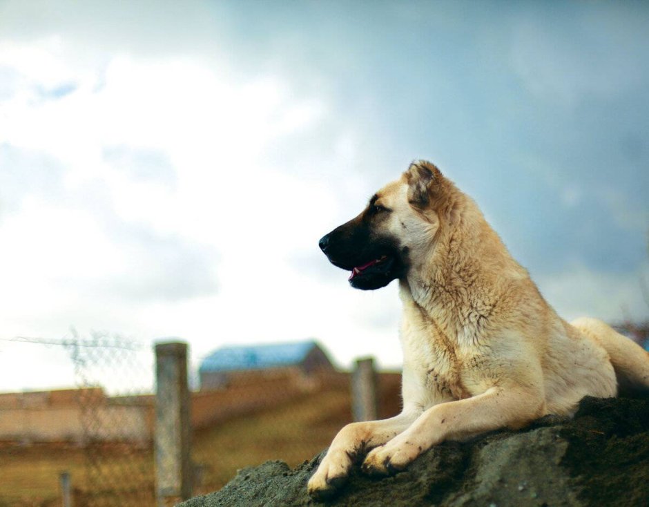 Кангальская овчарка / Kangal Shepherd Dog