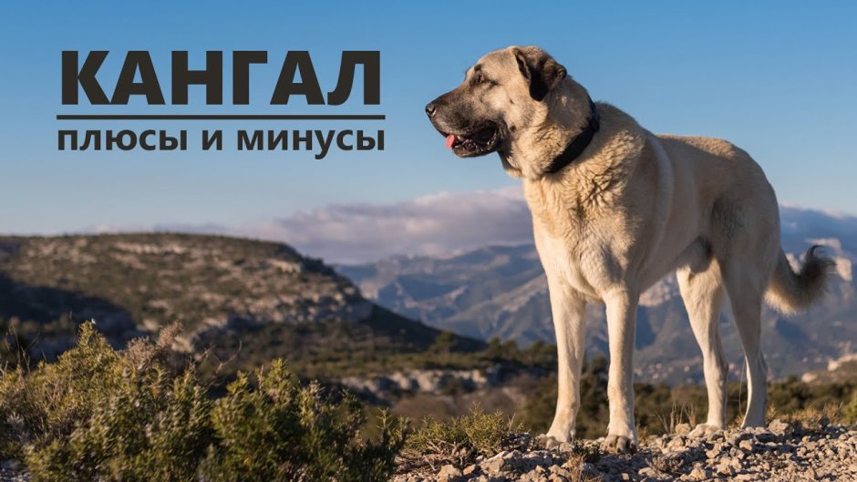 Армянский алабай Гампр