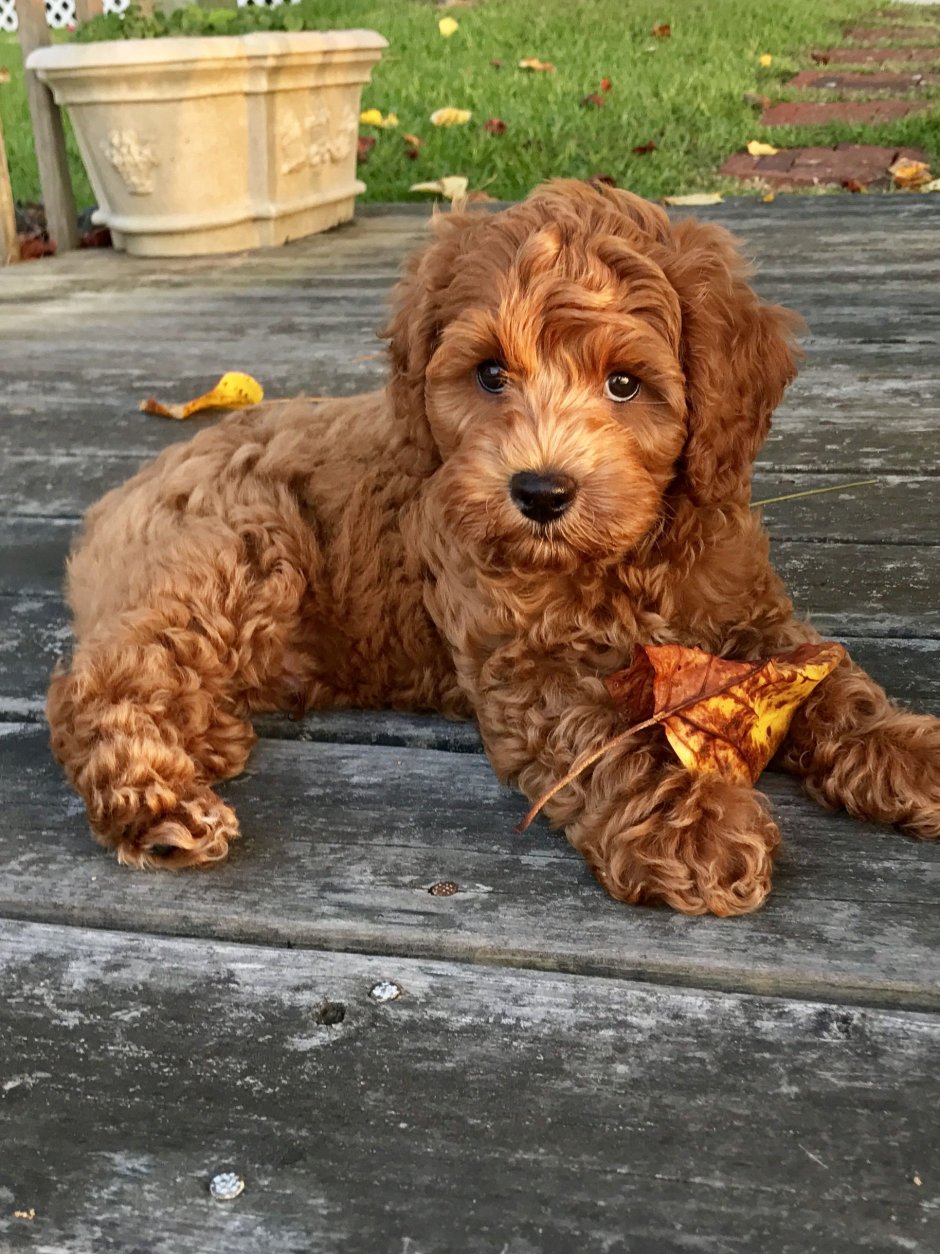 Goldendoodle купить в Москве