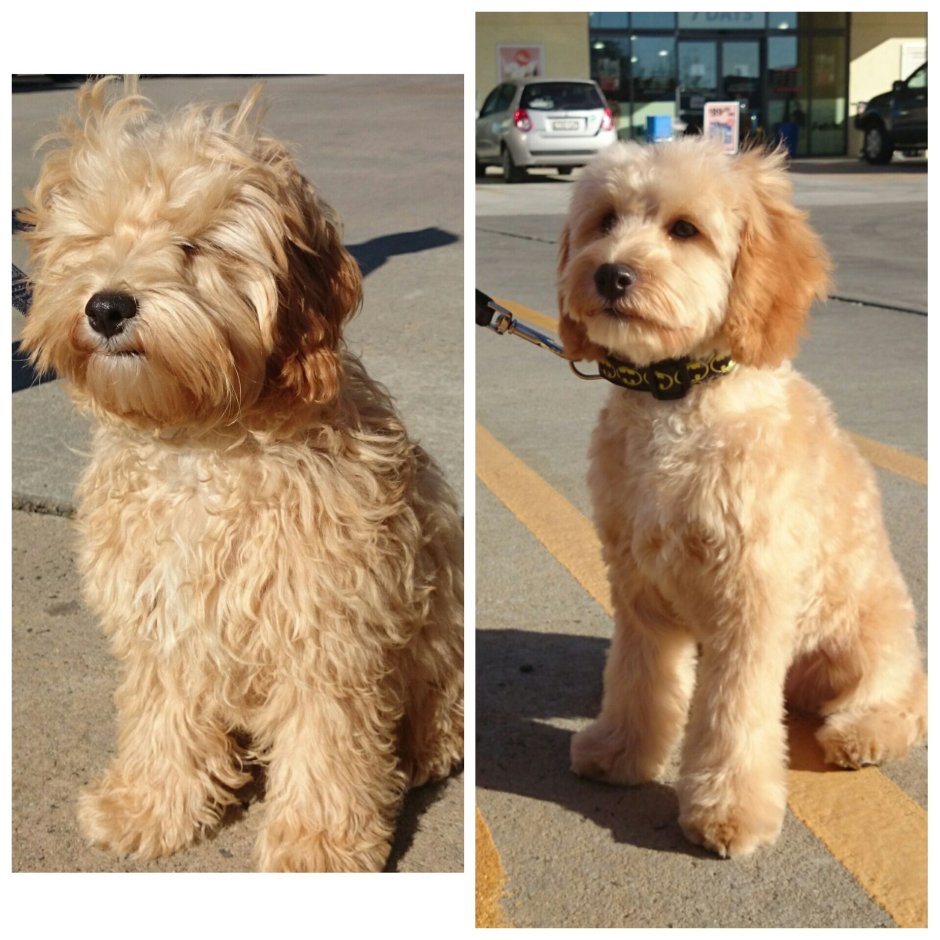 Bernedoodle порода собак