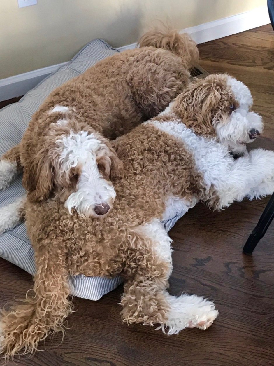 Two little Puppy Dogs