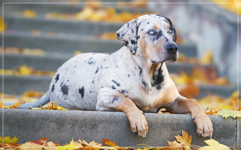 Louisiana Catahoula Leopard Dog