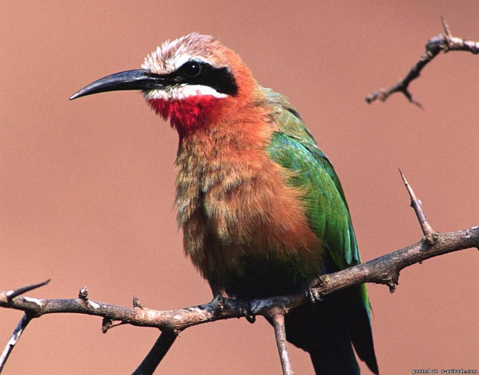 Самые яркие птицы Краснодарского края