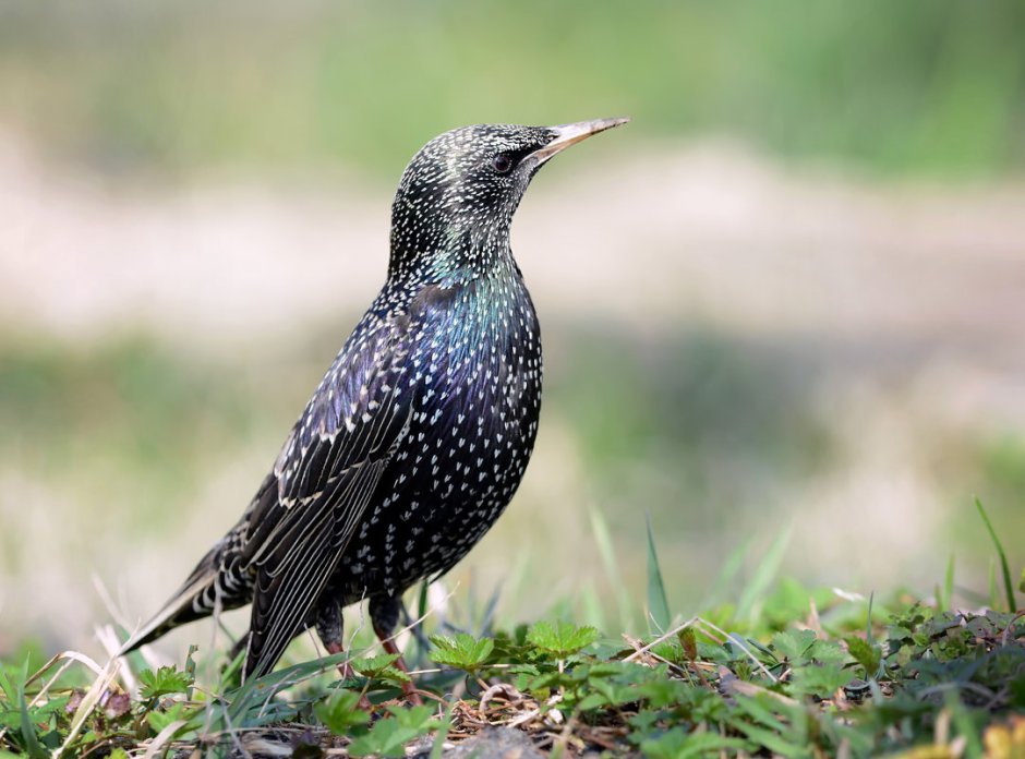 Скворец кавказский