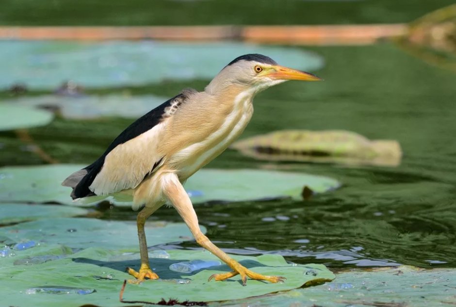 Малая выпь волчок