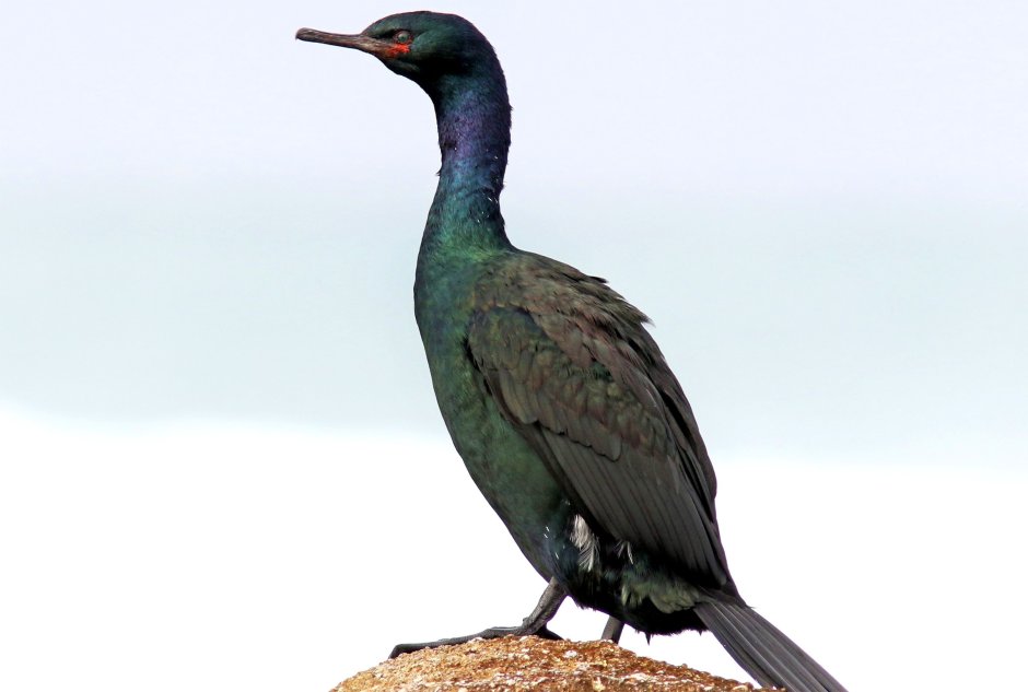 Берингийский Баклан