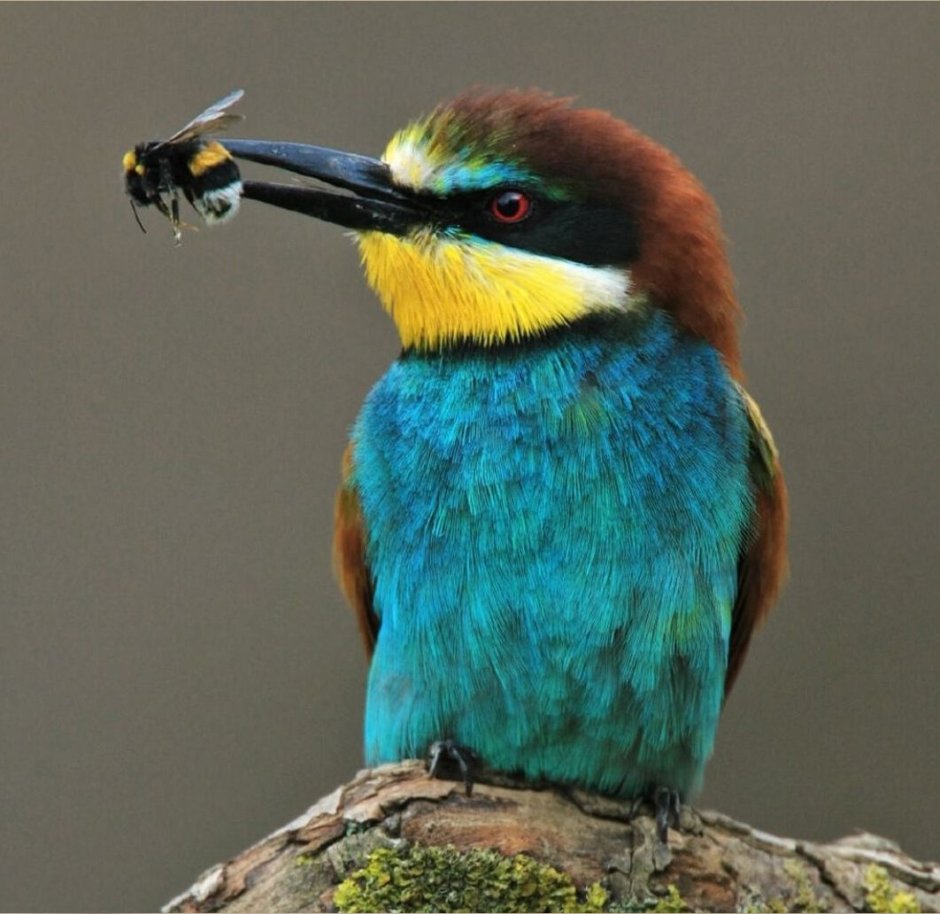 Пчелоед птица