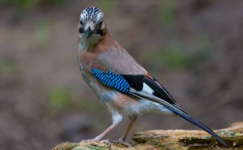 Лесная сорока Сойка