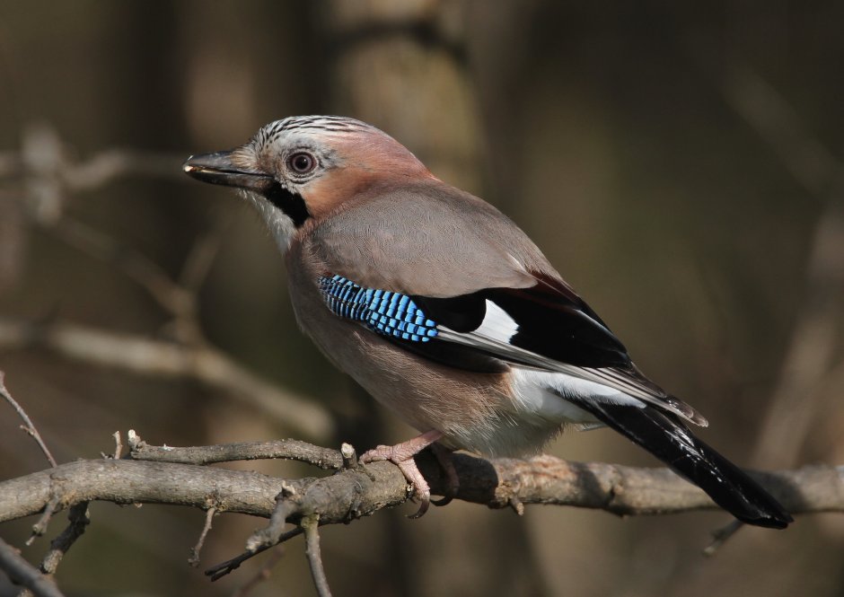 Сорока и Сойка