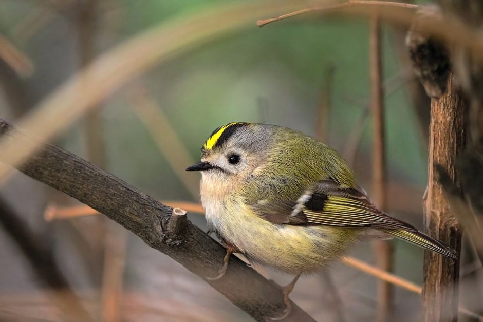 Желтоголовый королёк птица