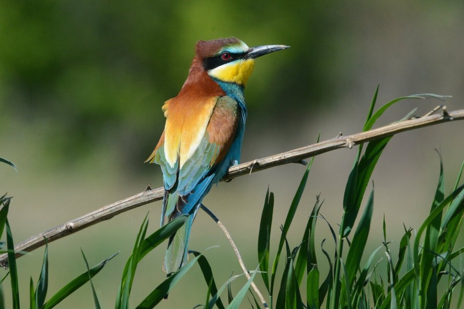 Золотистая щурка